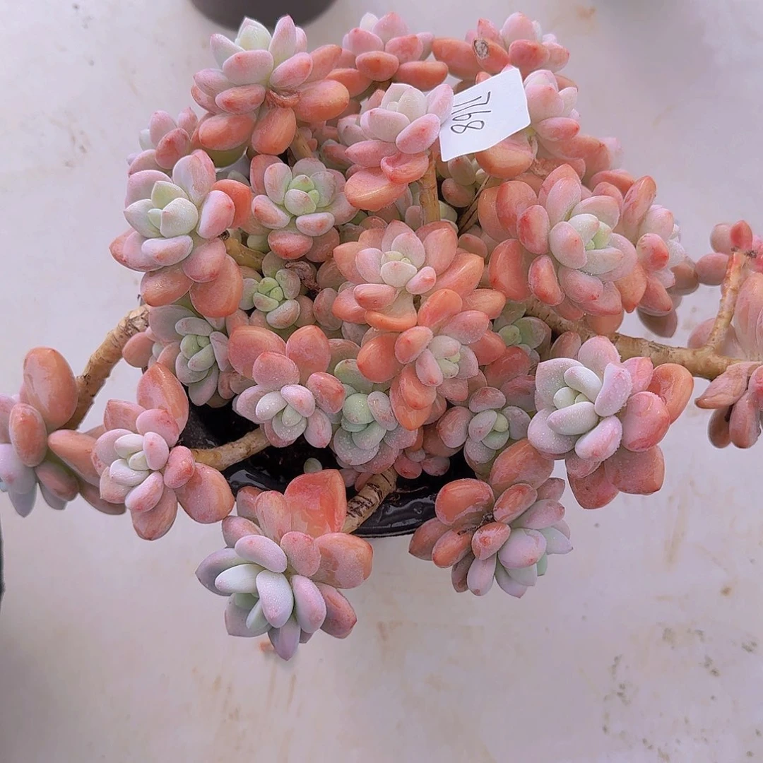 1768红洛神多肉植物