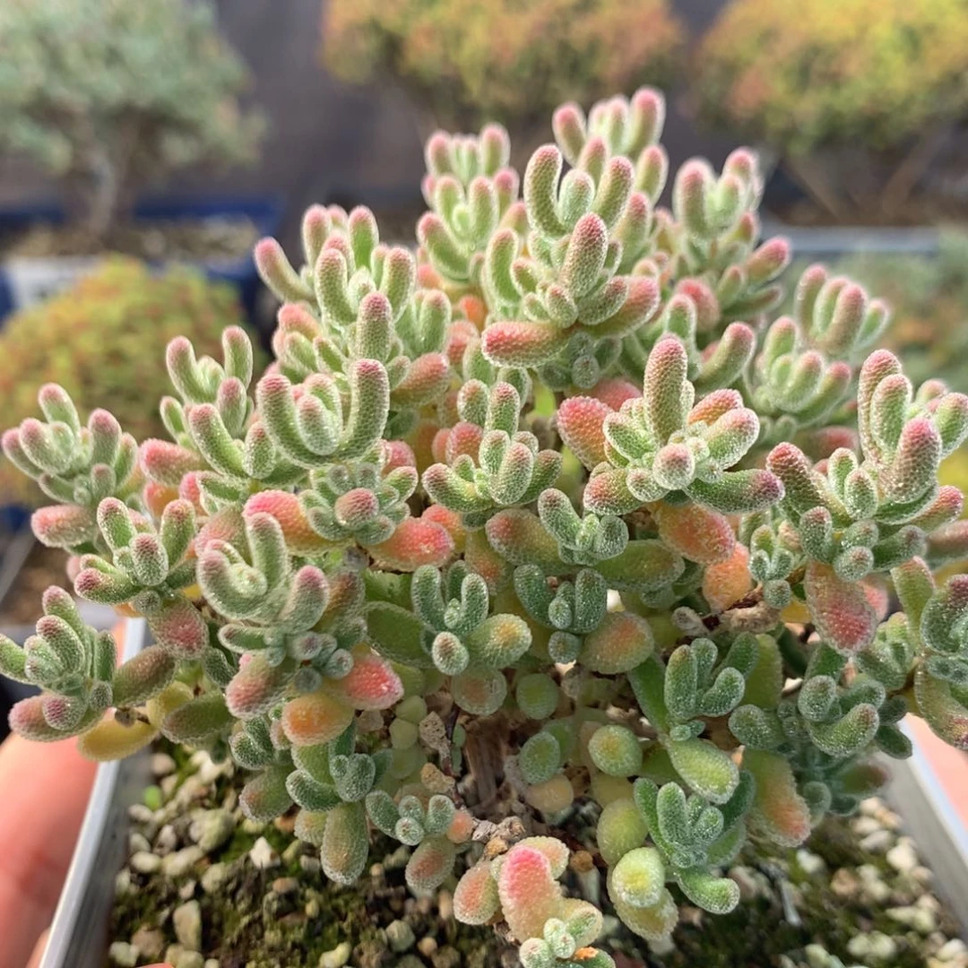 925实生冰晶双十一福利。