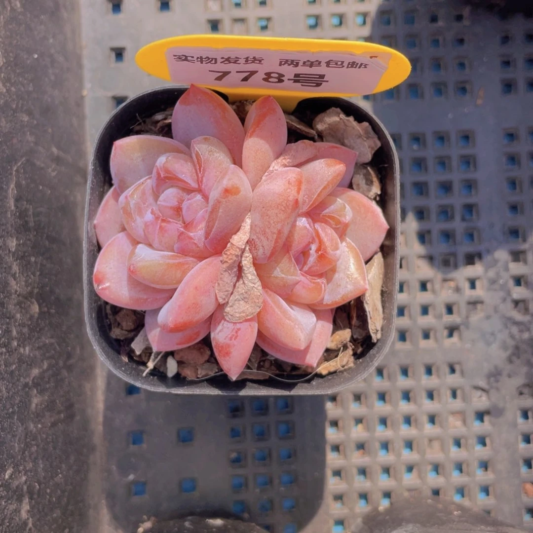 778号珍妮糖心大白兔双头一个