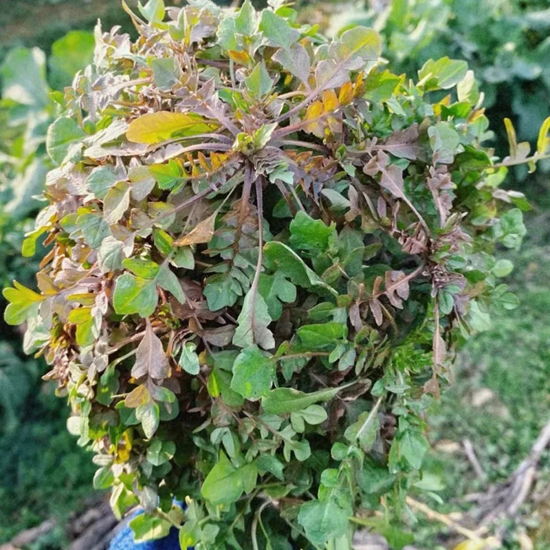 【顺丰包邮】露天荠菜现挖现发新鲜时令野菜