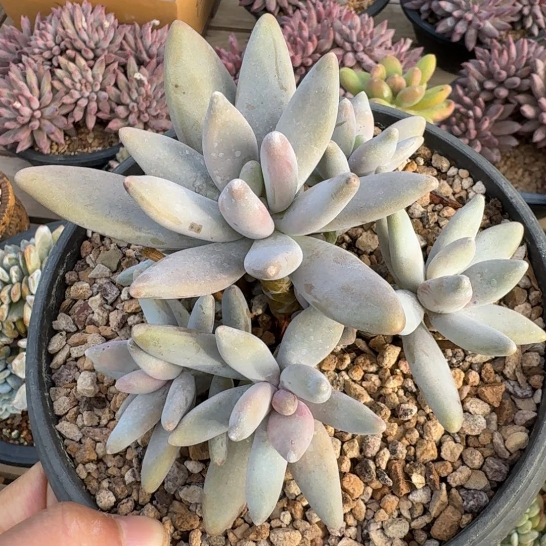 企鹅老桩自然群9头包正版