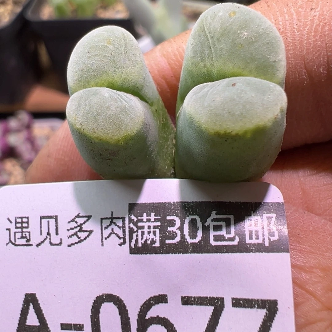 肉植物111多种111