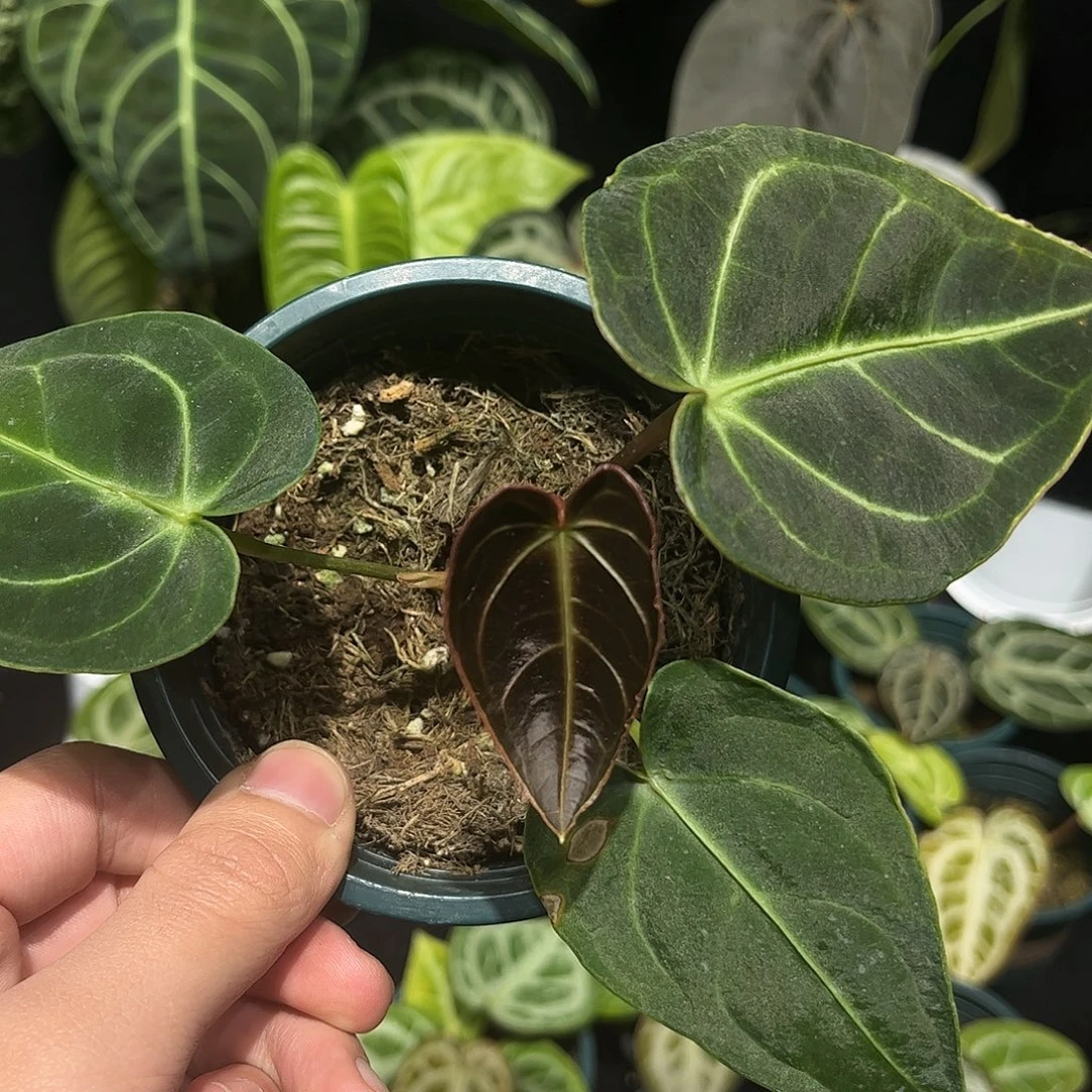 不开花植物贝斯杂帝王