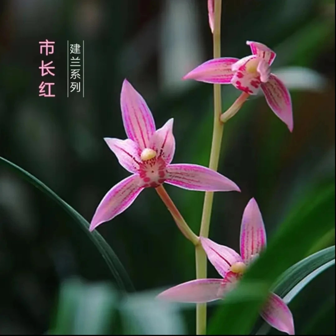 翁源精品兰花苗市长红建兰四季兰高贵花卉经典色花红花绿植盆栽