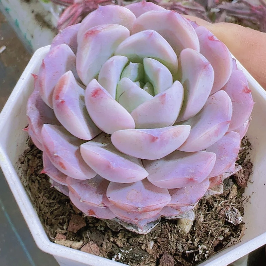 8角盆恩宠带盆带土19包邮
