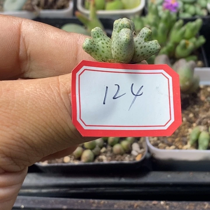 云****56666666669969998