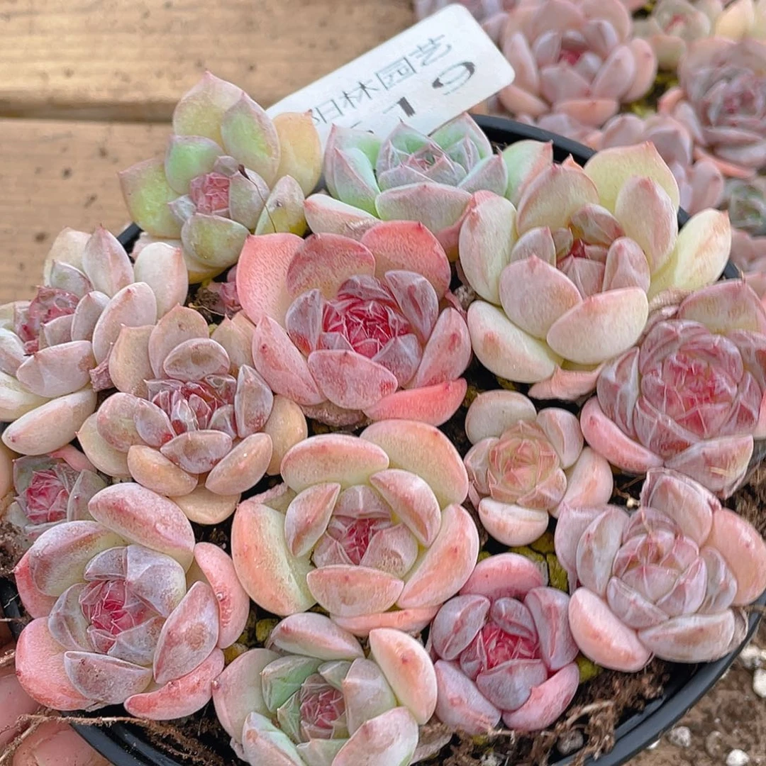 多肉植物多肉植物519