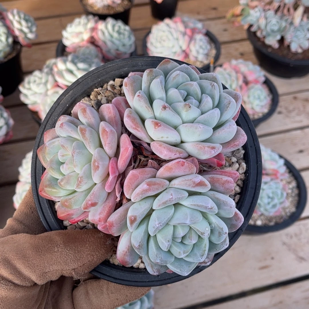 一物一拍满68包邮