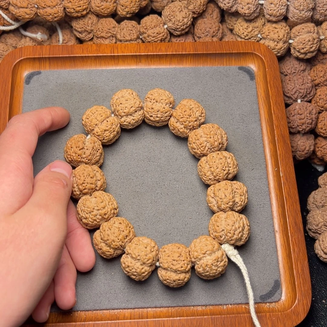 5号尼泊尔大金刚24粗筋梅花霸王龙梁