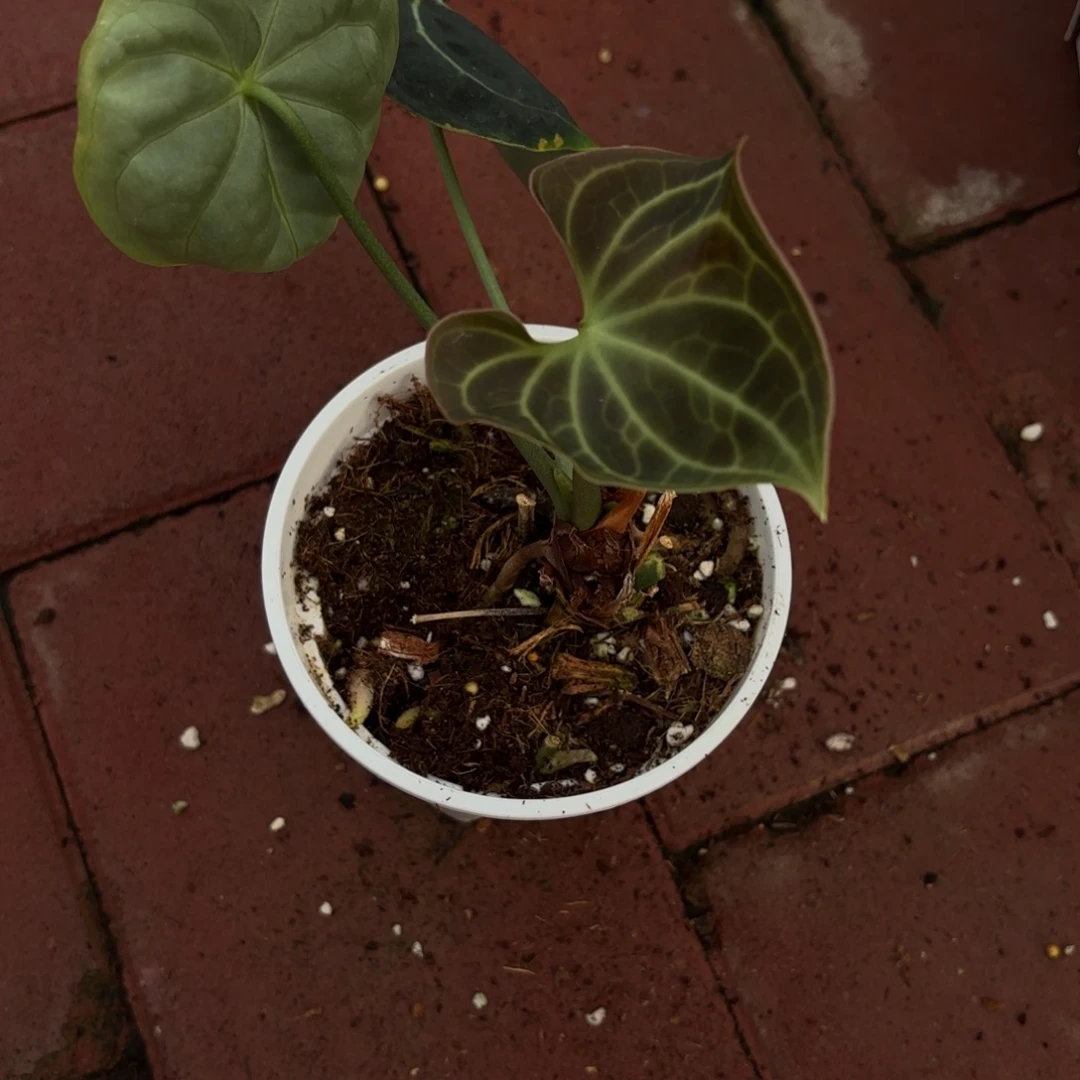 蘑***王完全开放印尼克莱恩