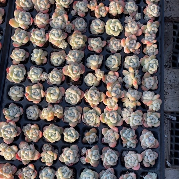 暗纹冰玉穴苗单双混10颗20包邮新疆西藏不发