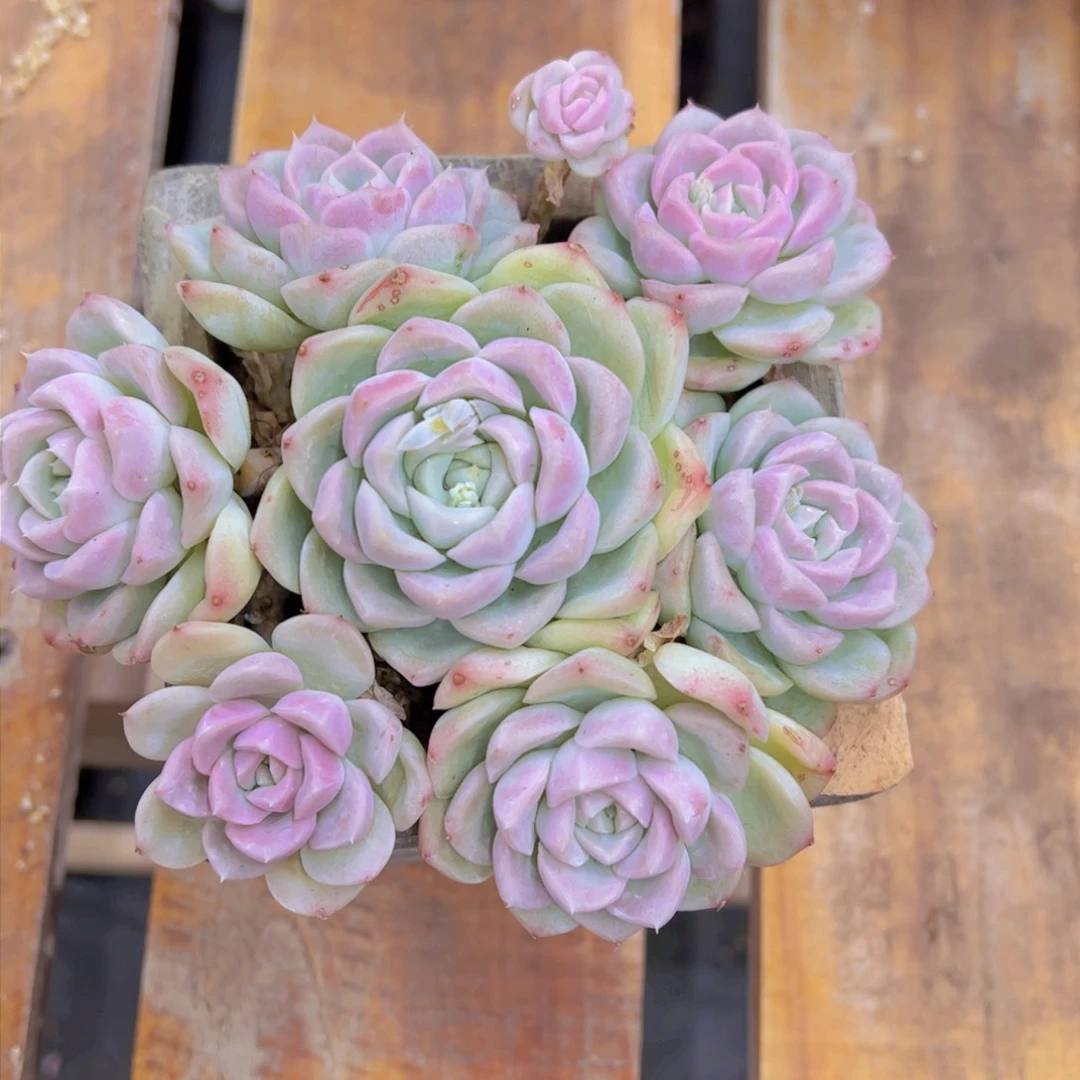 象*白杂，多肉植物