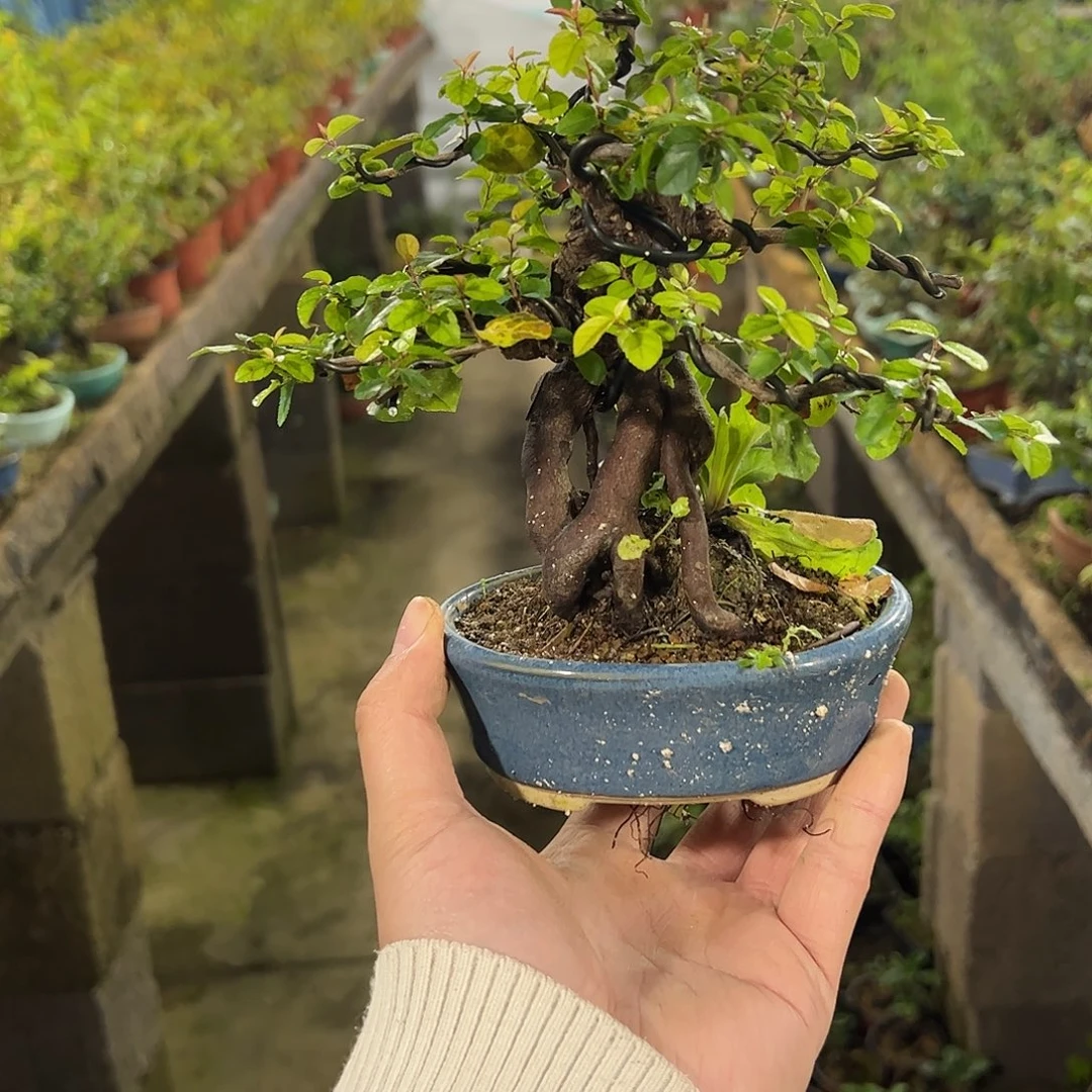 冰***成发发发发发发发发发