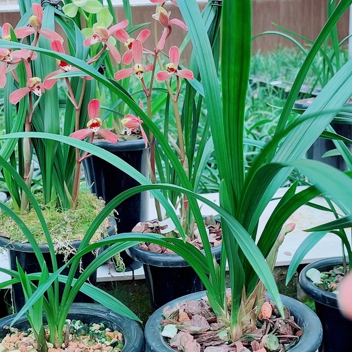 用***1完全开放一物一漂亮