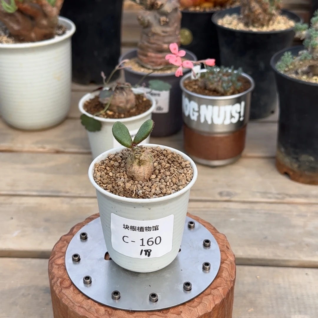 160银沙锦不带盆发货