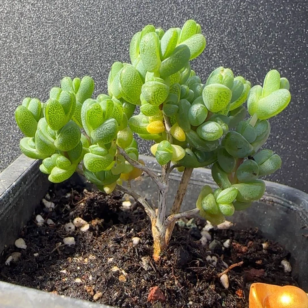 dy0575元宝直杆三岔胖墩墩