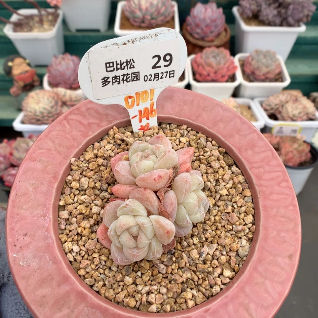 29三头冰玉多肉植物