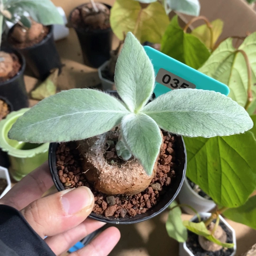 断崖女王多肉植物