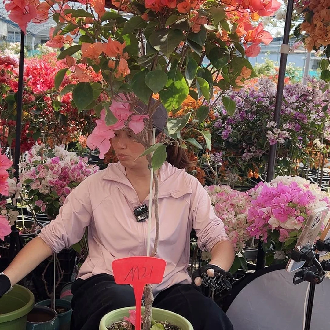 樱***赞大部分花苞少量开放M21波妹