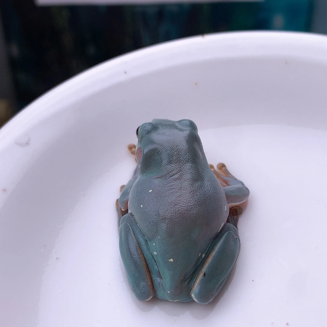 老爷树蛙7号精品宝石蓝，超蓝天花板，素皮强推