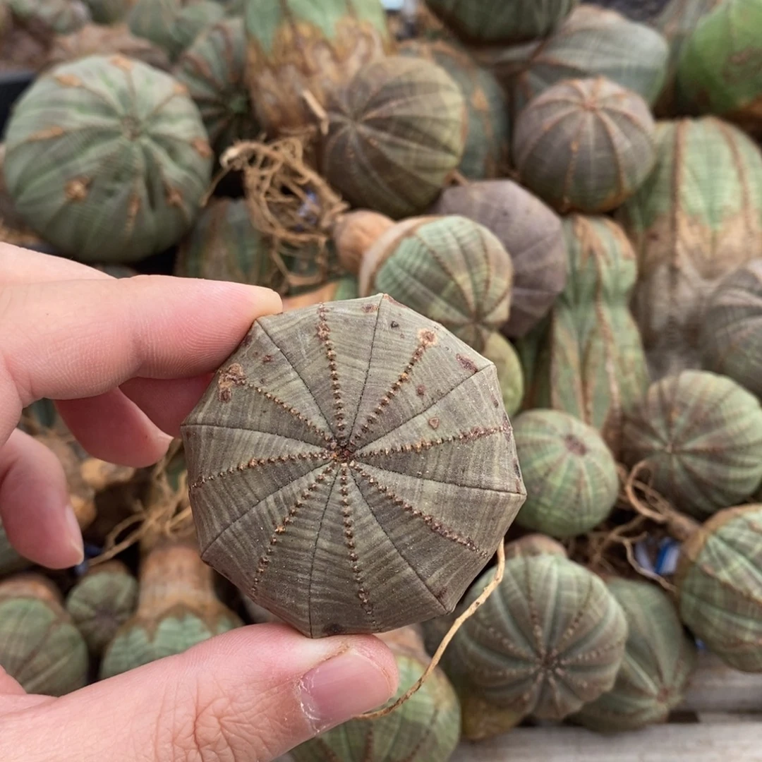 欧系布纹球一物一拍