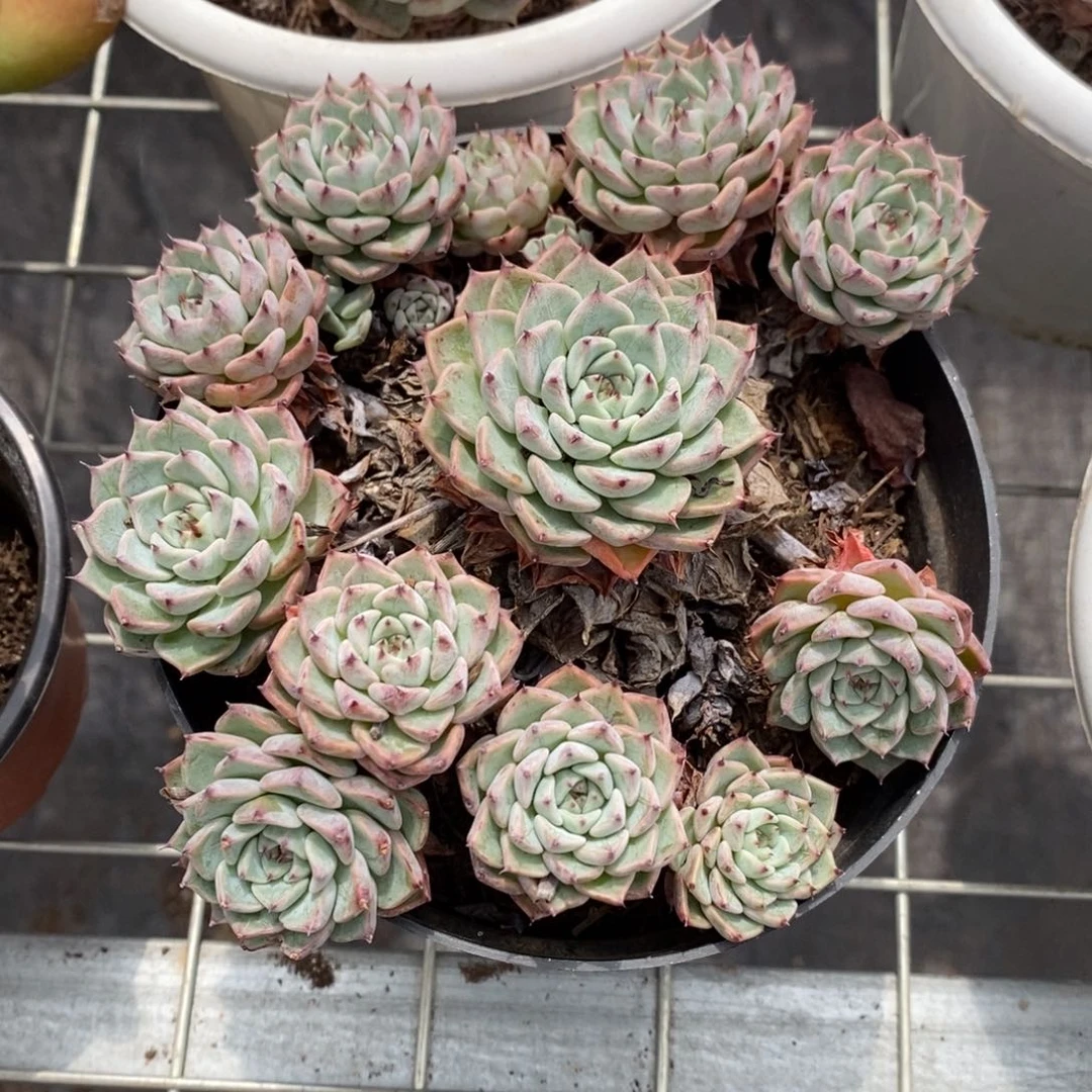 朱砂痣 多头多群生