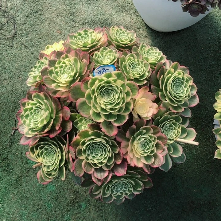 895海仙多肉法师