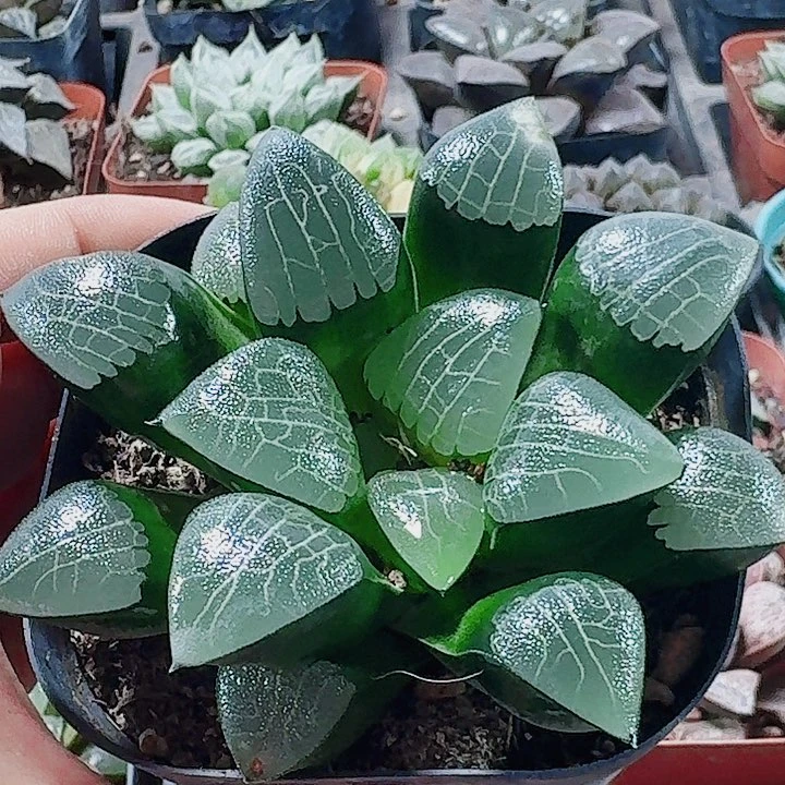 无花朵十二卷 实生寿福利