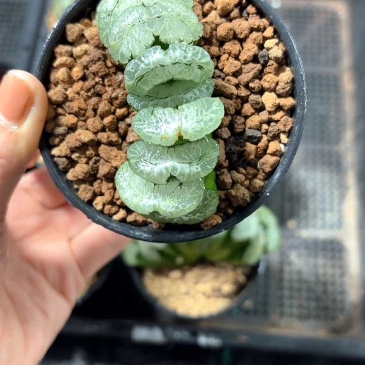 虞姬玉扇多肉植物