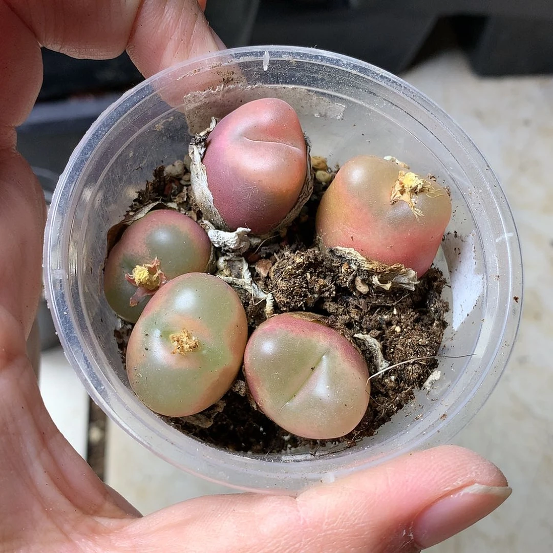 格**者T422多肉植物保护