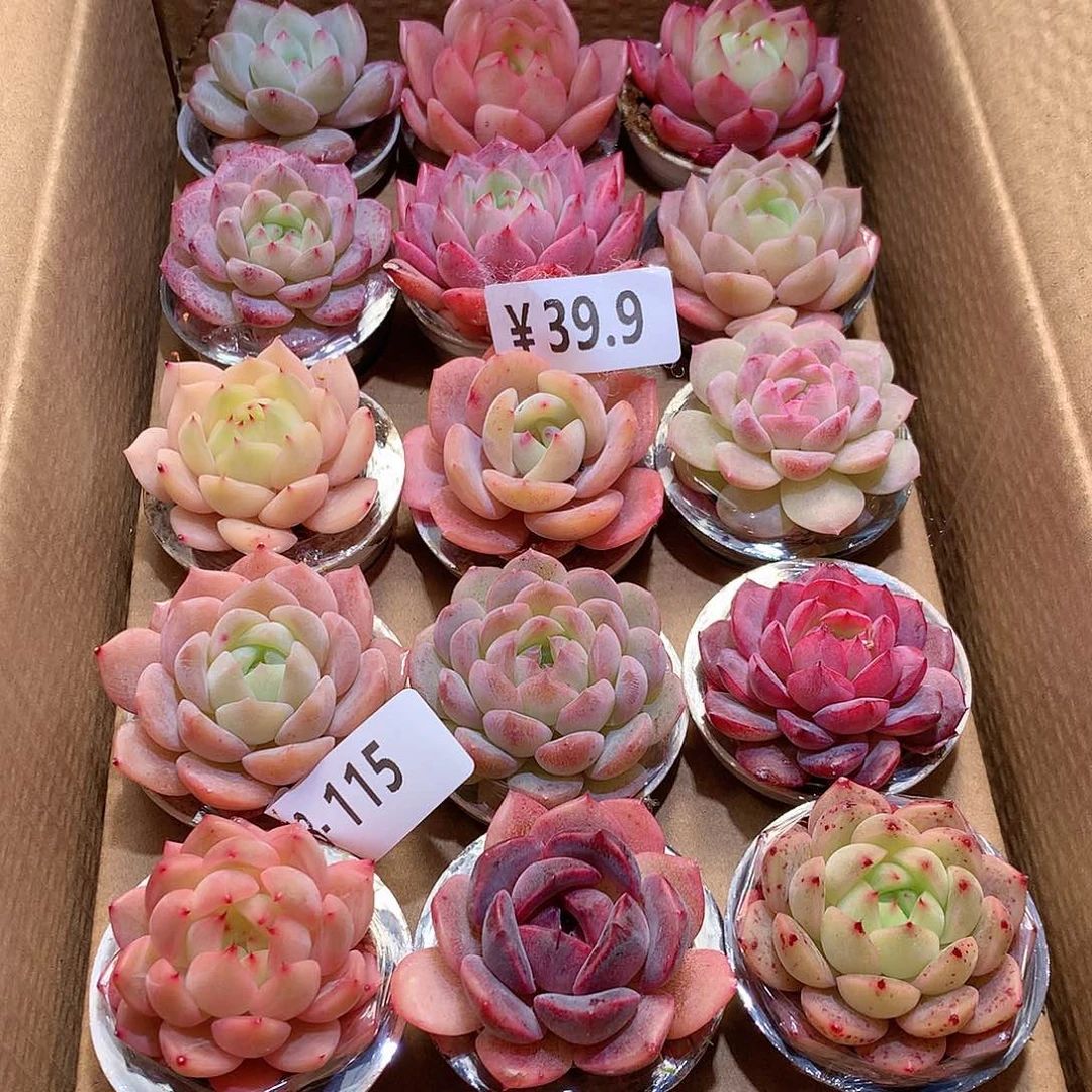 13-115一物一拍带盆18颗