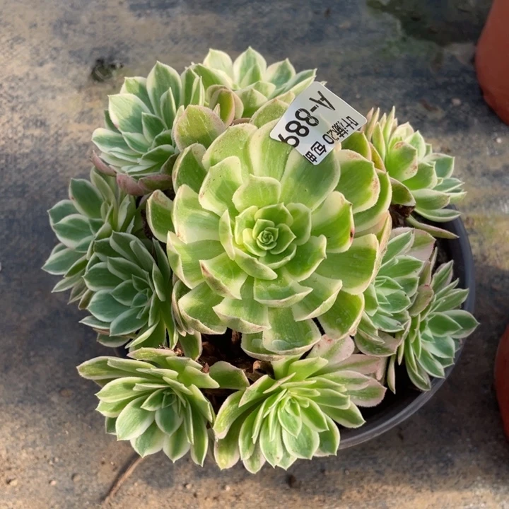 889海王多肉123445788