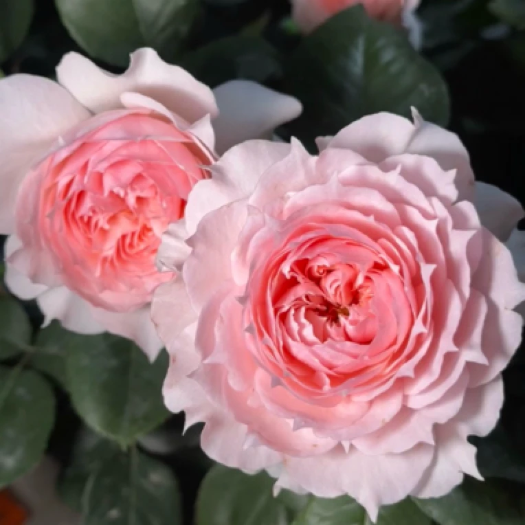 【修剪发货】月季花苗阳台庭院可栽 四季开花易养护（一物一拍）