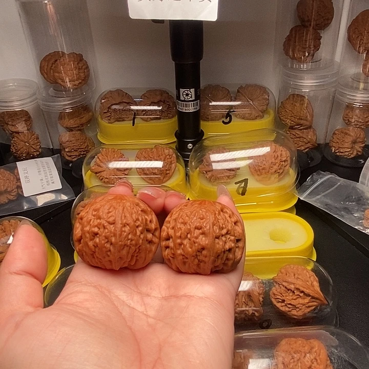 43      满肉铁锤妹妹