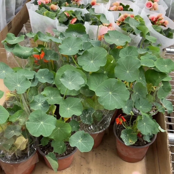 全部花苞小盆旱金莲