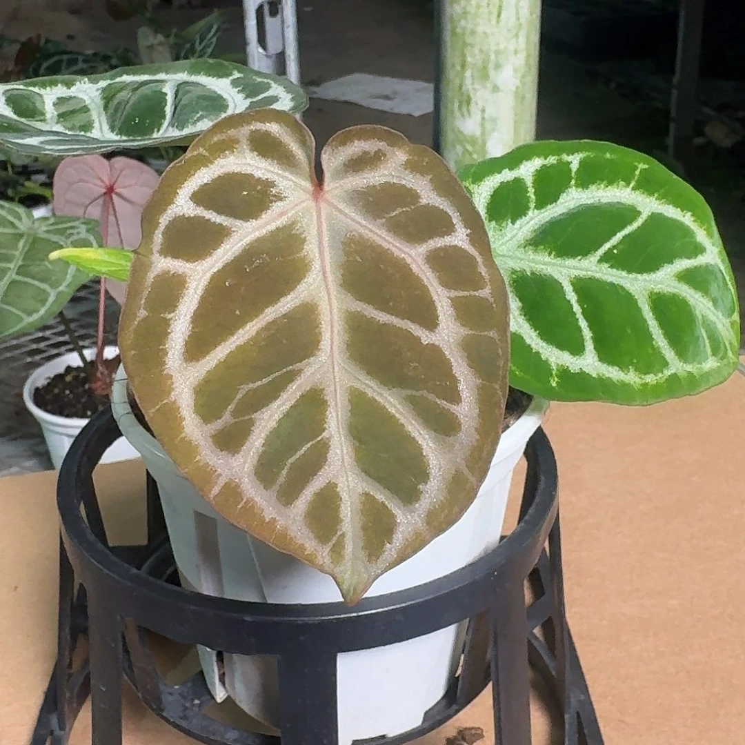 完全开放Z03粉柠檬杂