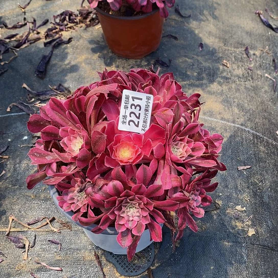 ?***?2231红铜壶超白锦多肉