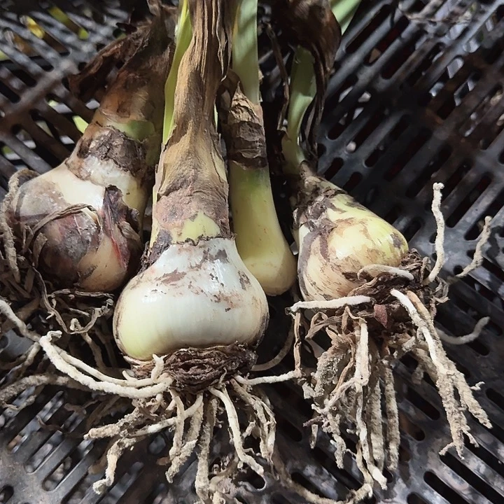 重瓣黑天鹅一起包