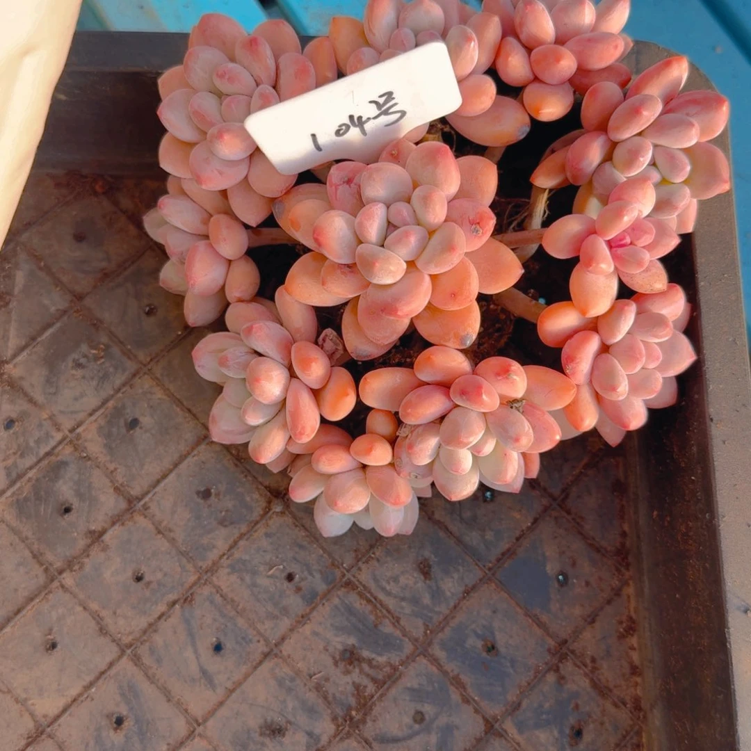 104号多肉12111111111111