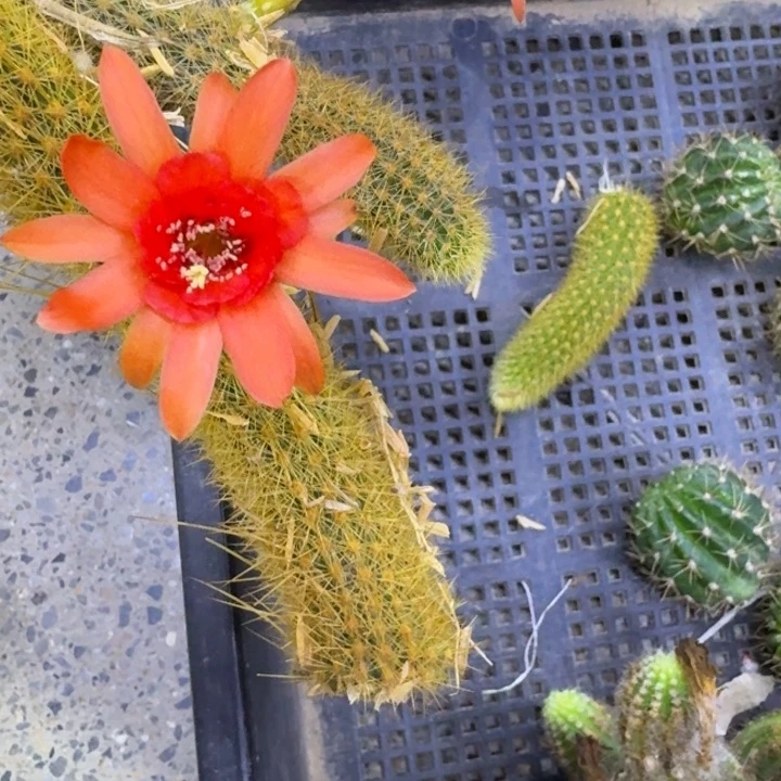 324红水晶3个无根侧牙小，20包邮