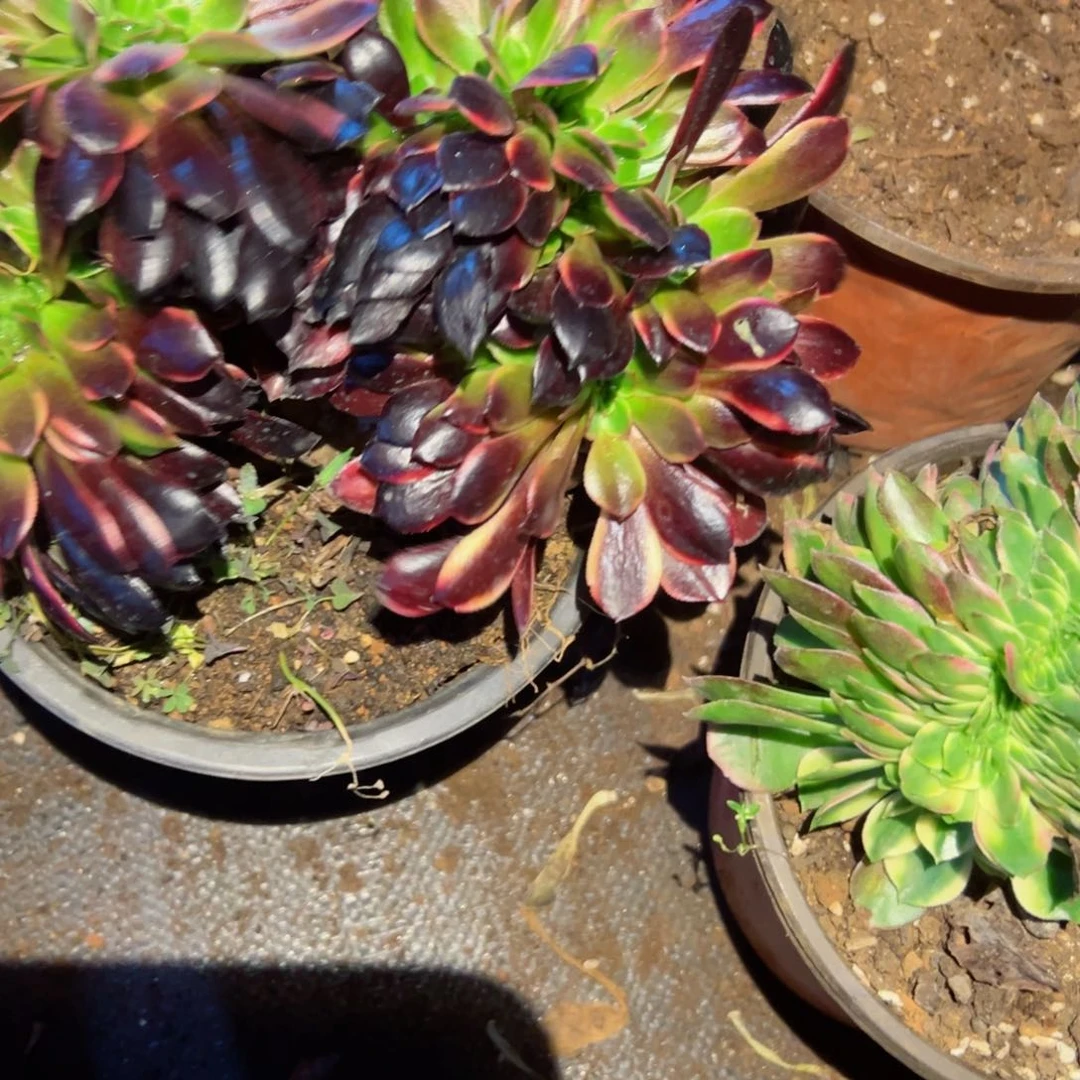 229 号多肉植物福利