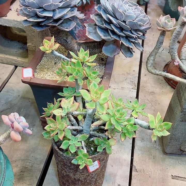 N***o红枫加蓝色惊喜大双头