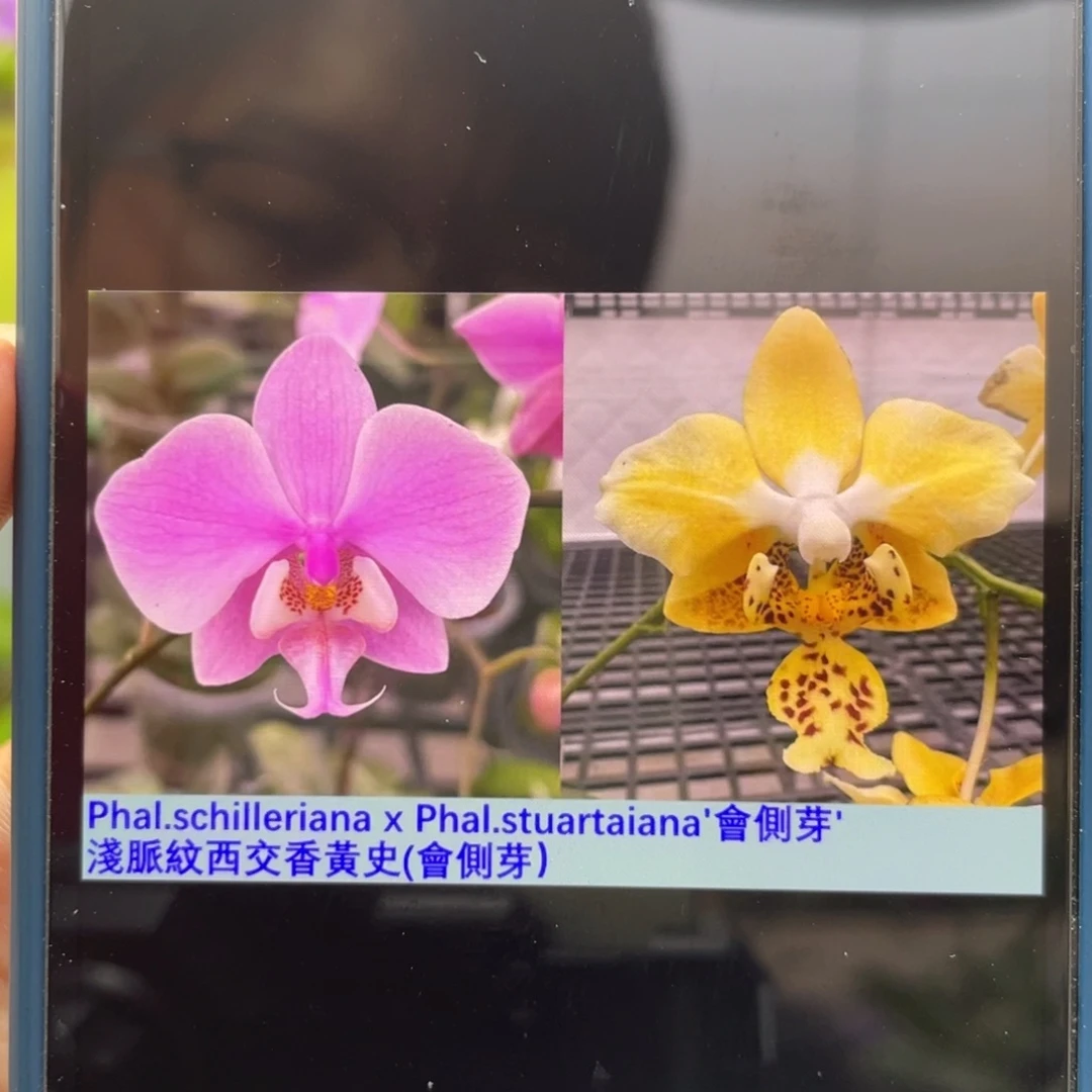 完全开放浅脉纹西交香黄史，2.5杯抽梗苗