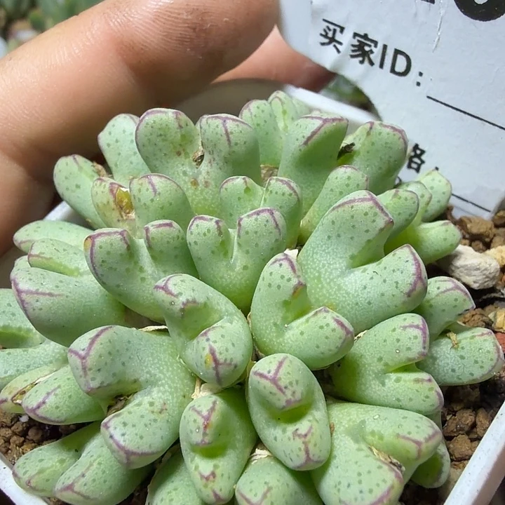 078。多肉植物的生长