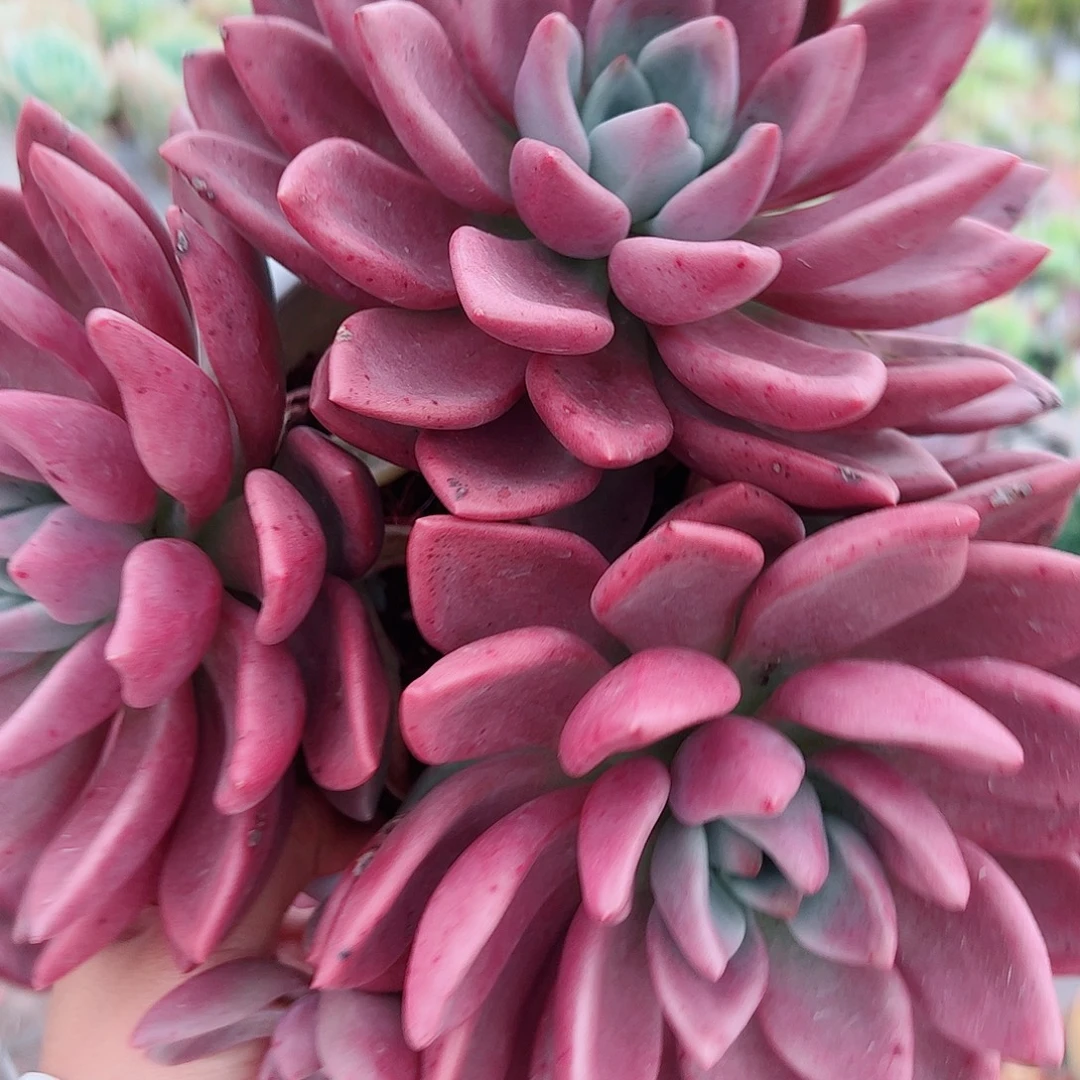 桃花源超级大三大头起发精品