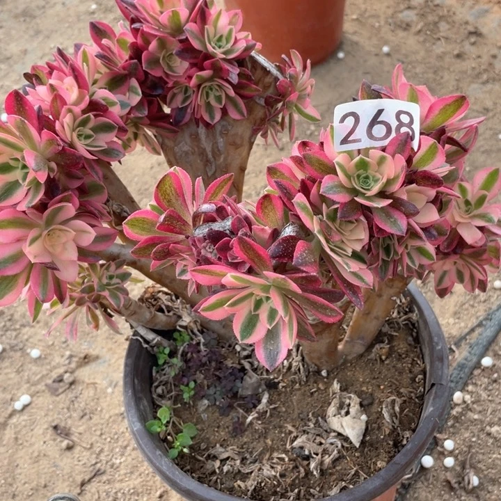 268多肉植物女巫朵朵缀