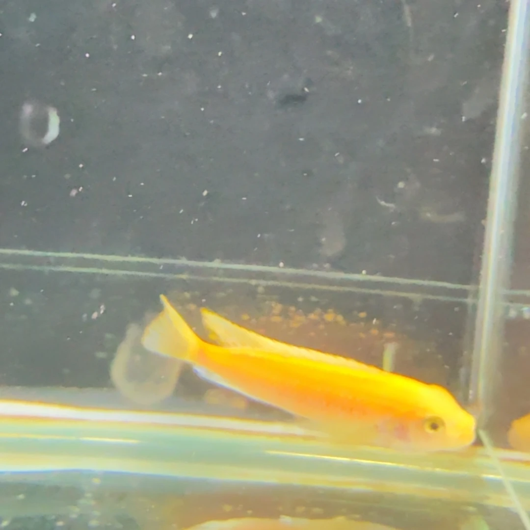 黎****海水1217埃斯特斑马。