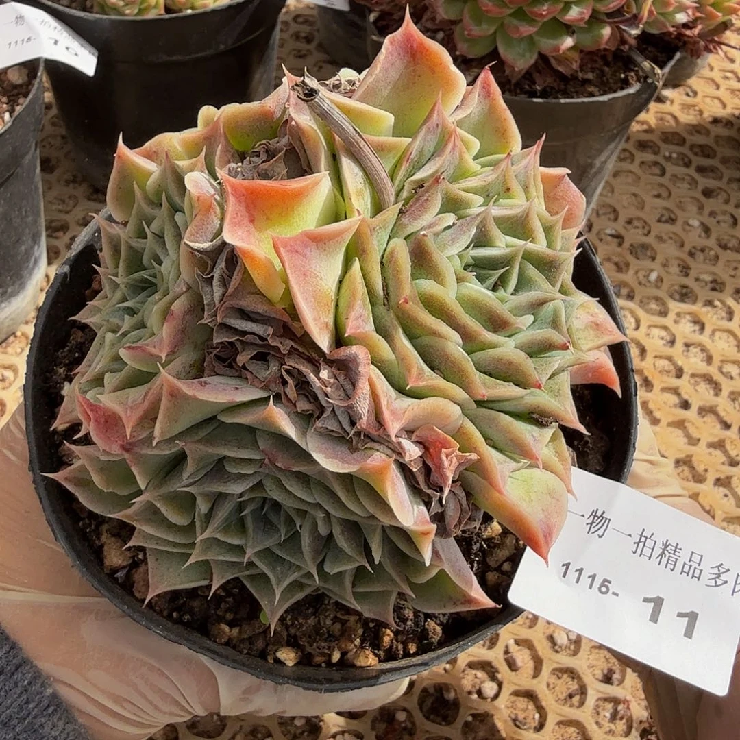 1115-11多肉珍妮一物一拍