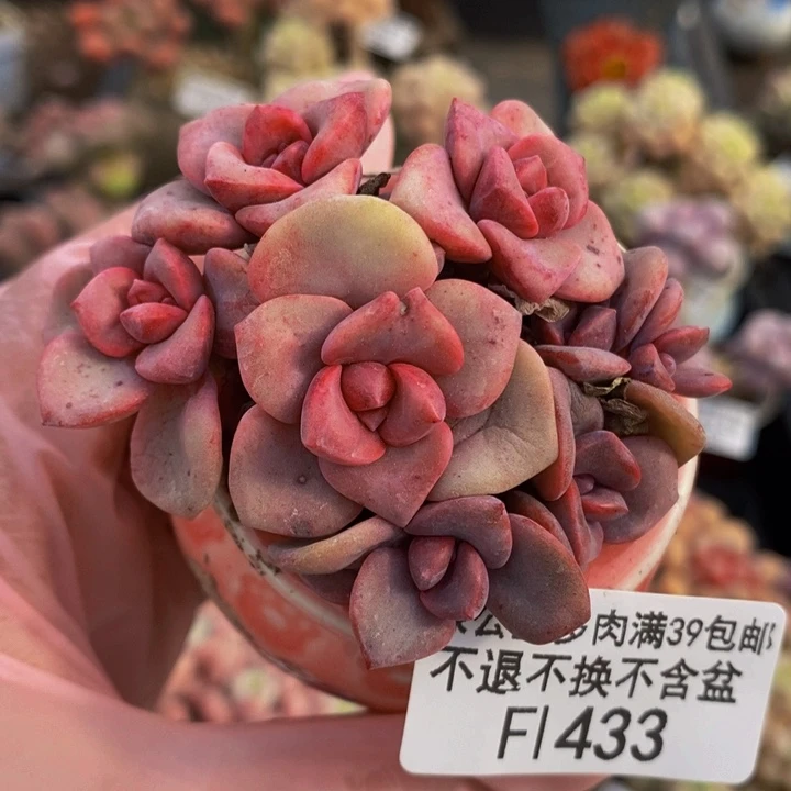 彩虹糖5cm433多肉