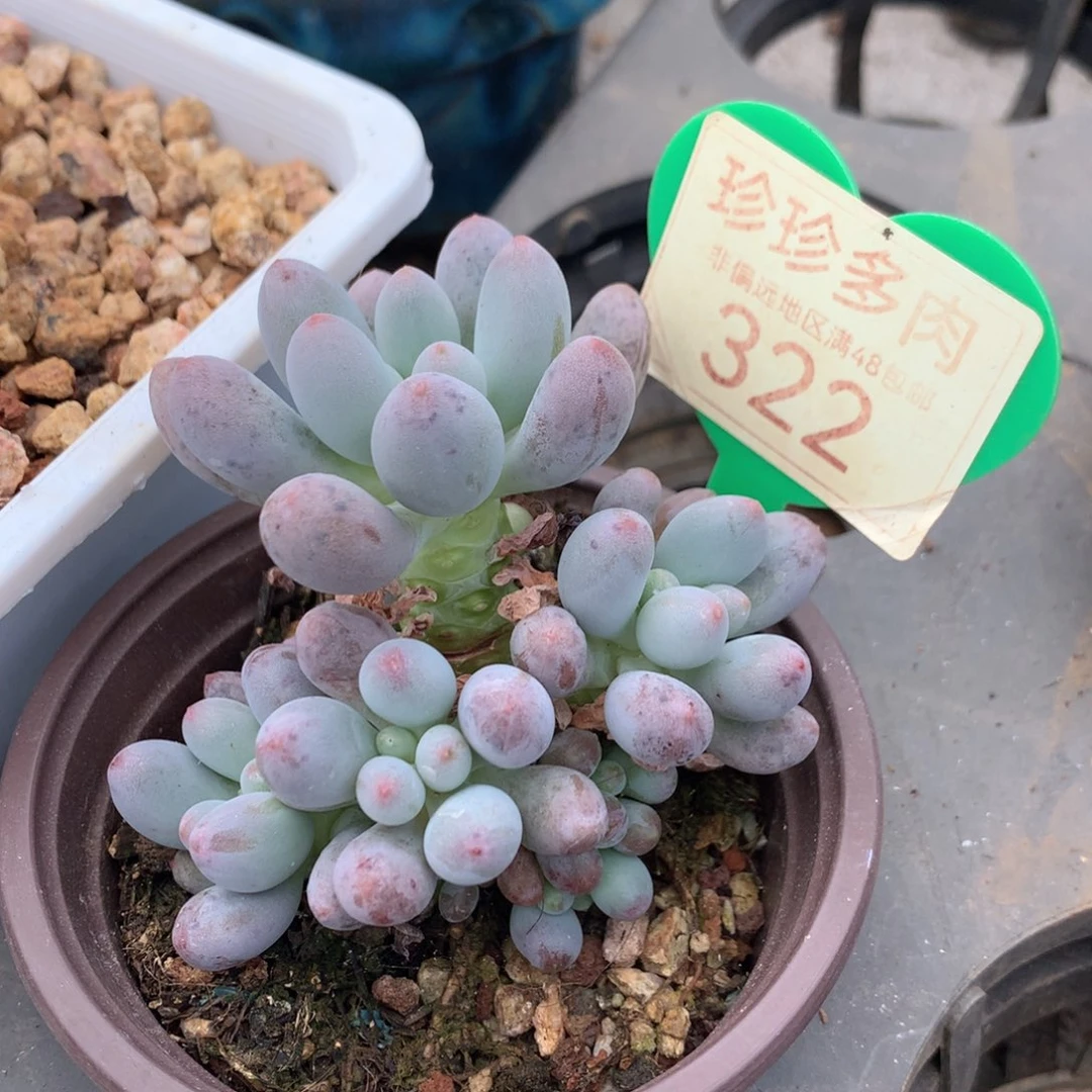 桃花奶无砍老桩322